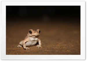 Frog Ultra HD Wallpaper for 4K UHD Widescreen desktop, tablet & smartphone