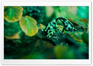 Frog Kiss Ultra HD Wallpaper for 4K UHD Widescreen desktop, tablet & smartphone