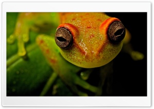 Frog Macro Ultra HD Wallpaper for 4K UHD Widescreen desktop, tablet & smartphone
