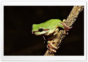 Frog On Branch Ultra HD Wallpaper for 4K UHD Widescreen desktop, tablet & smartphone