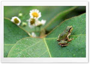 Frog Over Big Leaf Ultra HD Wallpaper for 4K UHD Widescreen desktop, tablet & smartphone