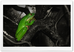 Frog Praying Ultra HD Wallpaper for 4K UHD Widescreen desktop, tablet & smartphone