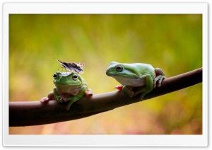 Frogs and Butterfly Ultra HD Wallpaper for 4K UHD Widescreen Desktop, Lockscreen, Screensaver, TV, Tablet, Smartphone