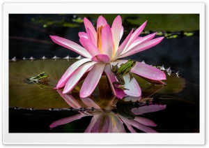 Frogs, Water Lily Flower Ultra HD Wallpaper for 4K UHD Widescreen desktop, tablet & smartphone