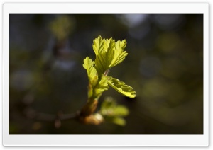 From tiny acorns... Ultra HD Wallpaper for 4K UHD Widescreen desktop, tablet & smartphone