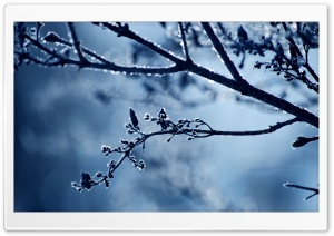 Frost Branch Ultra HD Wallpaper for 4K UHD Widescreen desktop, tablet & smartphone