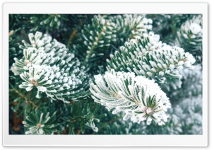 Frost, Christmas Tree Ultra HD Wallpaper for 4K UHD Widescreen desktop, tablet & smartphone