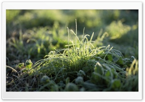 Frost On Grass Ultra HD Wallpaper for 4K UHD Widescreen desktop, tablet & smartphone