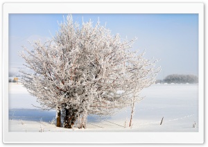 Frost Tree, Charleston, Utah Ultra HD Wallpaper for 4K UHD Widescreen desktop, tablet & smartphone