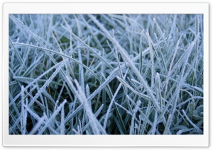 Frosted Grass Ultra HD Wallpaper for 4K UHD Widescreen desktop, tablet & smartphone
