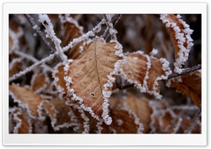Frosted Leaves Ultra HD Wallpaper for 4K UHD Widescreen desktop, tablet & smartphone