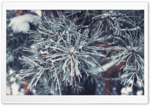 Frosted Pine Needles, Winter Ultra HD Wallpaper for 4K UHD Widescreen desktop, tablet & smartphone
