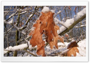 Frosted Tree 4K UHD Wallpaper for Widescreen and UltraWide Desktop, UltraHD TV, Smartphone, Tablet