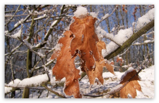 Frosted Tree UltraHD Wallpaper for HD 16:9 ; Widescreen 16:10 5:3 ; Fullscreen 4:3 5:4 3:2 ; Tablet 1:1 ; Mobile 3:5 3:4 ;