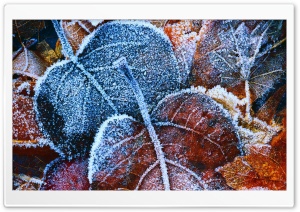 Frosty Autumn Leaves Ultra HD Wallpaper for 4K UHD Widescreen desktop, tablet & smartphone