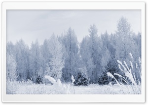 Frosty Forest Ultra HD Wallpaper for 4K UHD Widescreen desktop, tablet & smartphone