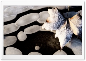 Frosty Leaf On Water Ultra HD Wallpaper for 4K UHD Widescreen desktop, tablet & smartphone