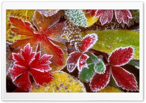 Frosty Leaves Ultra HD Wallpaper for 4K UHD Widescreen desktop, tablet & smartphone