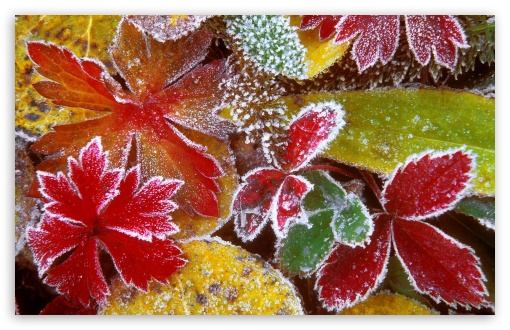 Frosty Leaves UltraHD Wallpaper for Wide 16:10 5:3 Widescreen WHXGA WQXGA WUXGA WXGA WGA ; 8K UHD TV 16:9 Ultra High Definition 2160p 1440p 1080p 900p 720p ; Standard 4:3 5:4 3:2 Fullscreen UXGA XGA SVGA QSXGA SXGA DVGA HVGA HQVGA ( Apple PowerBook G4 iPhone 4 3G 3GS iPod Touch ) ; Tablet 1:1 ; iPad 1/2/Mini ; Mobile 4:3 5:3 3:2 16:9 5:4 - UXGA XGA SVGA WGA DVGA HVGA HQVGA ( Apple PowerBook G4 iPhone 4 3G 3GS iPod Touch ) 2160p 1440p 1080p 900p 720p QSXGA SXGA ;