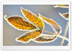 Frosty Leaves Ultra HD Wallpaper for 4K UHD Widescreen desktop, tablet & smartphone