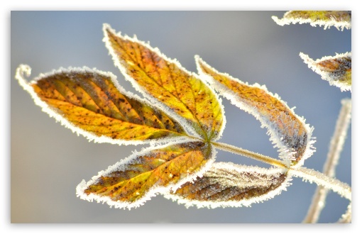 Frosty Leaves UltraHD Wallpaper for 8K UHD TV 16:9 Ultra High Definition 2160p 1440p 1080p 900p 720p ; Widescreen 16:10 5:3 WHXGA WQXGA WUXGA WXGA WGA ; Fullscreen 4:3 3:2 UXGA XGA SVGA DVGA HVGA HQVGA ( Apple PowerBook G4 iPhone 4 3G 3GS iPod Touch ) ;