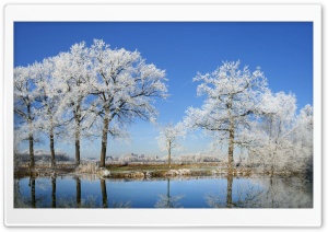 Frosty Trees Ultra HD Wallpaper for 4K UHD Widescreen desktop, tablet & smartphone