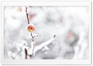 Frozen Apple, Winter Ultra HD Wallpaper for 4K UHD Widescreen desktop, tablet & smartphone