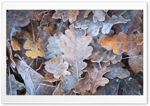 Frozen Autumn Ultra HD Wallpaper for 4K UHD Widescreen desktop, tablet & smartphone