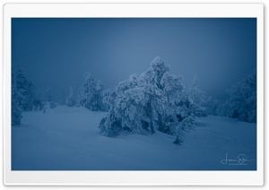 Frozen Beauty, Snow Covered Trees in Finland Ultra HD Wallpaper for 4K UHD Widescreen Desktop, Lockscreen, Screensaver, TV, Tablet, Smartphone