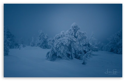 Frozen Beauty, Snow Covered Trees in Finland UltraHD Wallpaper for UHD 16:9 ; HD 16:9 ; UltraWide 21:9 24:10 ; Widescreen 16:10 5:3 ; Fullscreen 4:3 5:4 3:2 ;