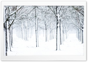 Frozen Beauty, Trees in Winter Snow 4K UHD Wallpaper for Widescreen and UltraWide Desktop, UltraHD TV, Smartphone, Tablet