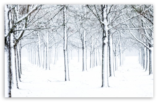 Frozen Beauty, Trees in Winter Snow UltraHD Wallpaper for UHD 16:9 ; HD 16:9 ; UltraWide 21:9 24:10 32:9 32:10 ; Widescreen 16:10 5:3 ; Fullscreen 4:3 5:4 3:2 ; Tablet 1:1 ; Mobile 9:16 9:19.5 9:20 9:21 9:22 10:16 2:3 3:5 3:4 ; Dual 16:10 5:3 16:9 4:3 5:4 3:2 ;