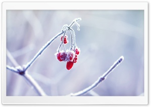 Frozen Berries Ultra HD Wallpaper for 4K UHD Widescreen desktop, tablet & smartphone