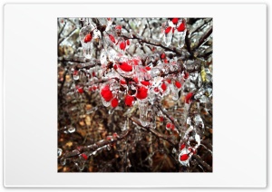 frozen berries 4K UHD Wallpaper for Widescreen and UltraWide Desktop, UltraHD TV, Smartphone, Tablet