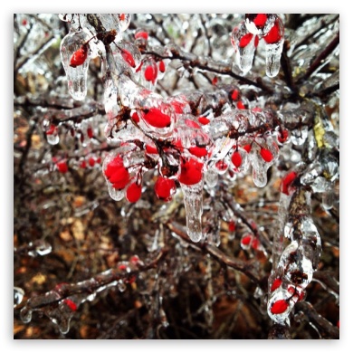 frozen berries UltraHD Wallpaper for Tablet 1:1 ;