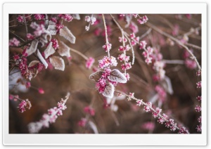 Frozen Berries Macro Ultra HD Wallpaper for 4K UHD Widescreen desktop, tablet & smartphone