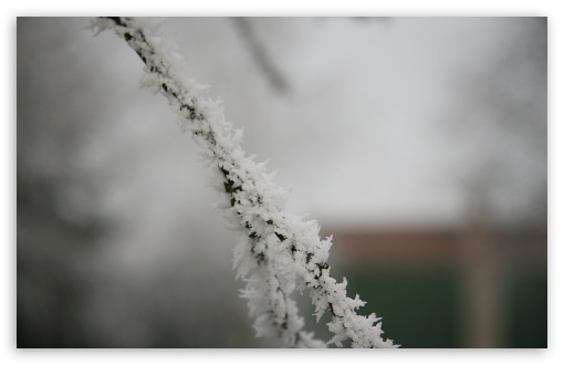 Frozen Branch UltraHD Wallpaper for HD 16:9 ; Widescreen 16:10 5:3 ; Fullscreen 4:3 5:4 3:2 ; Tablet 1:1 ; Mobile 3:4 ;