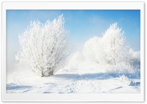 Frozen Bushes Ultra HD Wallpaper for 4K UHD Widescreen desktop, tablet & smartphone
