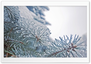 Frozen Fir Tree Needles Ultra HD Wallpaper for 4K UHD Widescreen desktop, tablet & smartphone