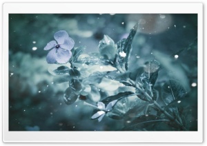 Frozen Flower Ultra HD Wallpaper for 4K UHD Widescreen desktop, tablet & smartphone
