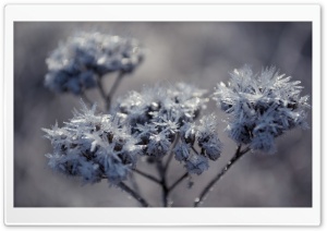 Frozen Flowers Ultra HD Wallpaper for 4K UHD Widescreen desktop, tablet & smartphone