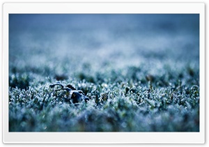 Frozen Grass Ultra HD Wallpaper for 4K UHD Widescreen desktop, tablet & smartphone