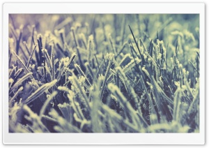 Frozen Grass -Winter Ultra HD Wallpaper for 4K UHD Widescreen desktop, tablet & smartphone