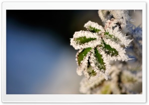 Frozen Leaves Ultra HD Wallpaper for 4K UHD Widescreen desktop, tablet & smartphone