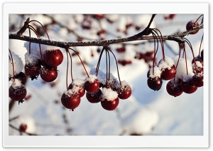 Frozen Red Berries, Winter Ultra HD Wallpaper for 4K UHD Widescreen desktop, tablet & smartphone