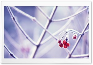 Frozen Red Fruits Ultra HD Wallpaper for 4K UHD Widescreen desktop, tablet & smartphone