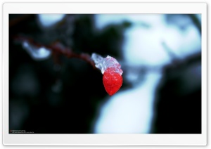 Frozen Red Leaf (Precious But Fleeting) Ultra HD Wallpaper for 4K UHD Widescreen desktop, tablet & smartphone