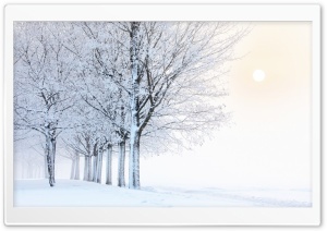 Frozen Rime on Trees in Winter Fog 4K UHD Wallpaper for Widescreen and UltraWide Desktop, UltraHD TV, Smartphone, Tablet