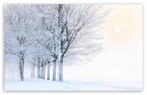 Frozen Rime on Trees in Winter Fog UltraHD Wallpaper for UHD 16:9 ; HD 16:9 ; UltraWide 21:9 24:10 ; Widescreen 16:10 5:3 ; Fullscreen 4:3 5:4 3:2 ; Tablet 1:1 ; Mobile 9:16 9:19.5 9:20 9:21 9:22 10:16 2:3 3:5 3:4 ; Dual 4:3 5:4 3:2 ;