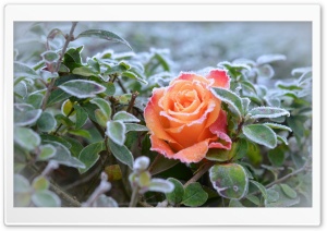 Frozen Rose Ultra HD Wallpaper for 4K UHD Widescreen desktop, tablet & smartphone
